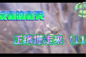 长春的春天，正蹒跚走来（11）视频封面