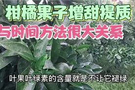 柑橘果子增甜提质方法不对，效果不明显，怎样做才真正增甜作用？视频封面