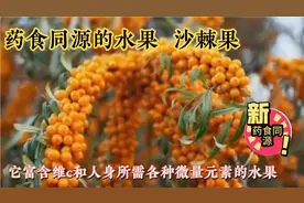 药食同源的网红水果沙棘果，是一种富含维c和其它多种微量元素。视频封面