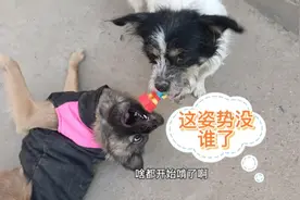 狗狗为了抢小主人玩具，使出浑身解数，场面太过激烈，不忍直视。视频封面