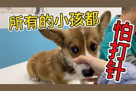 小柯基终于打完疫苗，再过一周就可以出门玩了视频封面