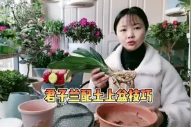 君子兰裸根上盆方法，配土上盆全面解析，新手也能一学就会视频封面