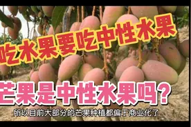 吃水果就吃“中性水果”，生态种植芒果大有可为！视频封面