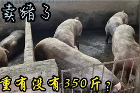 小伙10头大肥猪，均重有350吗？11.2元一斤生猪价，准备把猪卖了视频封面