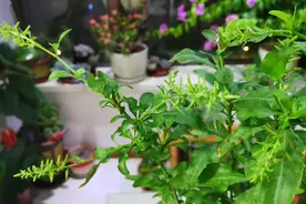 养蓝雪花，记住三大要点，一茬一茬开不停，枝枝丫丫都是花视频封面