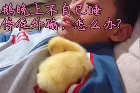 小鹅晚上到家，不停的叫，只有我儿子抱着才不叫，真愁人呀！视频封面