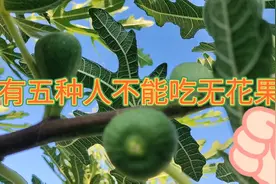 无花果虽然好吃，又有营养，但这五种人是绝对不能多吃的。视频封面