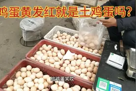 河北大叔买鸡蛋问鸡蛋黄为啥发红？听听老板是怎么说的，你认同吗视频封面