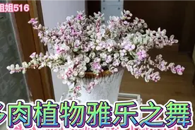 雅乐之舞颜色非常漂亮，掌握好养护知识插几枝就能长出一大盆哦！视频封面