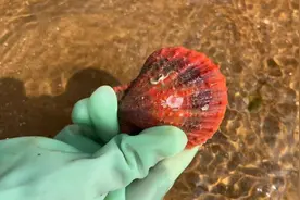 养殖场排水口大放水牛牛提前来多少，捡了大半桶，直呼发财了视频封面