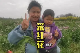 红花菜，好吃又好看，说是去采红花，结果采花五分钟拍照两小时视频封面