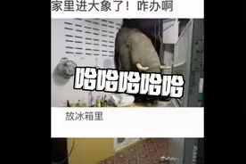 碳基生物交流第一期（将大象放入冰箱）视频封面
