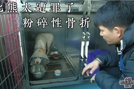 流浪瘫痪的小比熊，骨盆粉碎性骨折都已经这么久了，简直太遭罪了视频封面