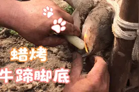 牛蹄脚底泚脓水，掀开肉蹄从里坏到外，冲洗烂肉药捻填充滴蜡封口