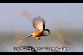 天空的小鸟，最终的归宿去了哪里？视频封面