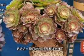 法师如何快速长成朵朵缀化，人工干预和自然朵缀，拔毛缀攻略视频封面