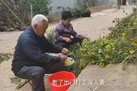 河南70岁大爷农忙完摘野菊花补贴家用，一斤三块钱，一天能弄30多视频封面