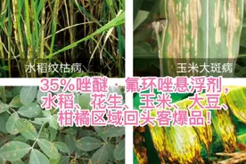 35%唑醚·氟环唑悬浮剂，小麦水稻花生玉米大豆高产奇迹助推器！视频封面
