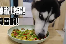 给哈士奇炒一份辣椒炒蛋，二哈又辣哭了！有傻狗的家真快乐！视频封面