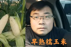 早熟糯玉米种植管理要点，河南菜农这样种植，一亩收入四五千元！视频封面