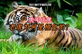 老虎为何是橙色的？听听科学家怎么解释视频封面