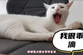 养猫首选这5种猫，便宜不易生病，铲屎的你又想领猫了，咬你视频封面