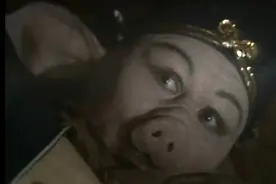 大师兄叫不醒 猪八戒，一提到吃的耳朵竖起来，好可爱的八戒经典视频封面