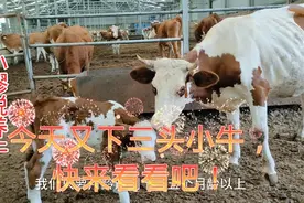 头胎牛体重不到800斤，小牛确有90斤，生产时5人合力拽出幸好没事