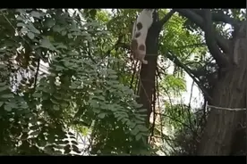 猫咪会上树，但上树容易下树难啊！请看聪明的猫咪是怎样上下树的视频封面