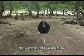10个随机事实，在伤口上放糖会使伤口愈合得更快视频封面