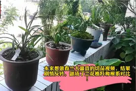 春兰大富贵的分株，剧情反转，拍成兰花根系和植料效果对比！视频封面