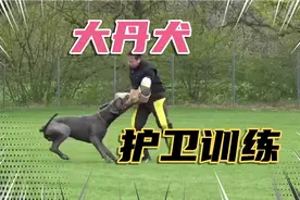 131-大丹犬IPO护卫训练视频封面