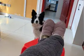 狗妈妈对小狗温柔细语 对主人大吼大叫 小狗互相抢奶 二十三天 胖视频封面
