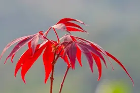 古诗词《秋思》景中有诗意，诗中有美景，诗情画意，都在视频里。视频封面