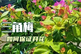 三角梅想要开爆盆花开满枝，孕育花苞的过程，这些细节你要懂。视频封面