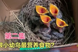 小鸟吃什么最营养？小何抓回来的虫子，鸟儿见到了就开口大吃视频封面
