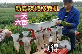河南临颍辣椒主产区机器移栽代替人工又快又轻松！视频封面