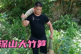 福建深山发现大竹笋，找工具开挖，这是竹笋王啊！视频封面
