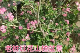 一批老桩红花山楂盆景桩，可盆栽地栽，好养易活，耐寒耐旱喜欢吗视频封面