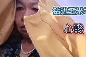 60后大妈看完玉米一阵心酸。作为老农民，选玉米种子一定慎重！视频封面