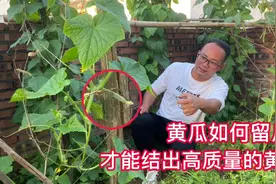 黄瓜种植，前期坐果留瓜口诀要牢记，后期黄瓜又大又直，产量高视频封面