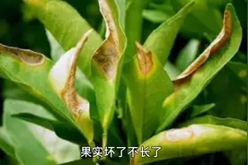 农友们一定要注意这五种杀菌剂，操作当容易引发药害视频封面