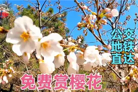 北京新发现免费赏樱花公园，园中早樱花开了春意浓，小长假好去处视频封面