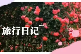 丁香花（MV）