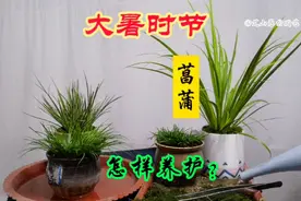 大暑时节，怎样养好菖蒲？有哪些注意事项？新手一定要看视频封面