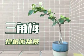 三角梅盆栽越大越好？教你如何培育提根微盆景，观赏性高又省空间视频封面