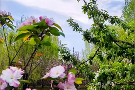 海棠花溪，春花烂漫视频封面