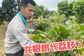 广西农村大叔真牛，在龙眼树上嫁接荔枝树，这一棵树会结两样果吗视频封面