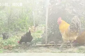 出生在农村，人生感悟，其实农村也挺好，视频封面