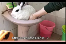 你知道怎么给兔子洗澡吗，你知道给兔子怎么清洁吗？
